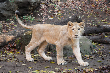 インドライオン