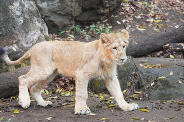 インドライオン