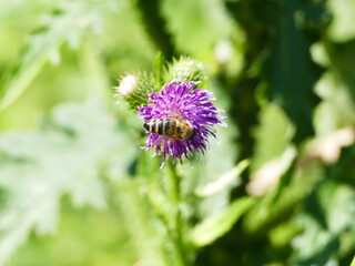Biene auf Distel bee on a thistle