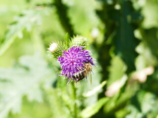 Biene auf Distel bee on a thistle
