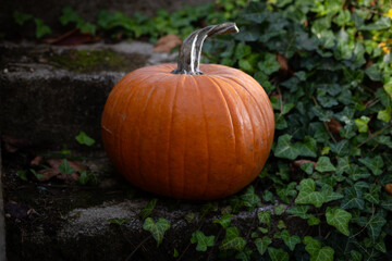 Big ripe orange pumpkin lying on concrete stairs outside, close up