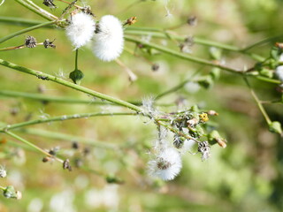 Gelbe Wildblume yellow wildflower