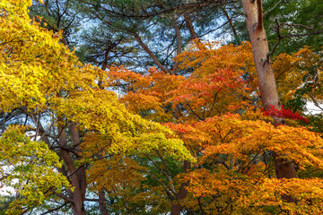 日本の秋の風景
