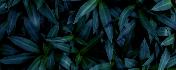 Fototapeta na wymiar closeup tropical green leaf background. Flat lay, fresh wallpaper banner concept