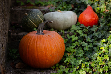 Bunch of alll kind pumpkins lying on stairs outside - the orange one, the blue one and the greens.