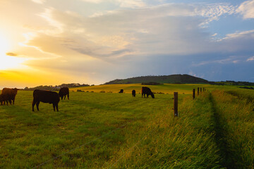 The herd of Cows on the pasture  in Central Bohemian Highlands, Czech Republic.