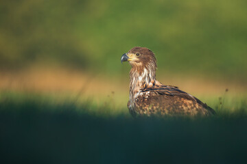 White tailed eagle (Haliaeetus albicilla)