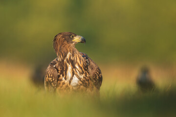 White tailed eagle (Haliaeetus albicilla)