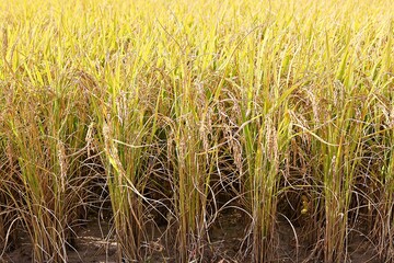 한국농촌의모습입니다