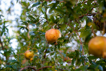 Melograno attaccato all'albero