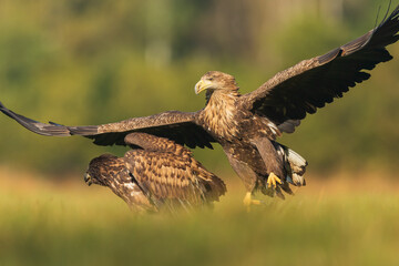 Two White tailed Eagle (Haliaeetus albicilla) fighting in the air. Flying Sea Eagle.