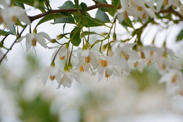 可愛い白い花をつけたエゴノキ