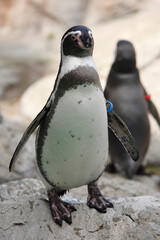 Naklejka premium フンボルトペンギン