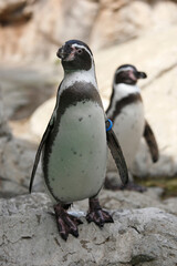 フンボルトペンギン