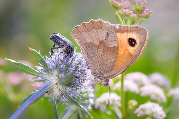 Meadow Brown butterfly and White Spotted Rose Beetle resting on Eryngium palmatum © DirkDaniel