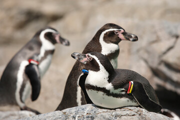 Obraz premium フンボルトペンギン