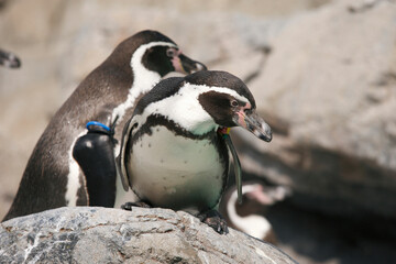 Naklejka premium フンボルトペンギン