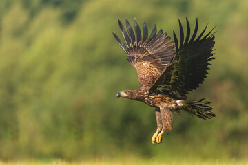 White tailed eagle (Haliaeetus albicilla)