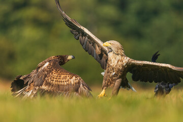 Two White tailed Eagle (Haliaeetus albicilla) fighting in the air. Flying Sea Eagle.