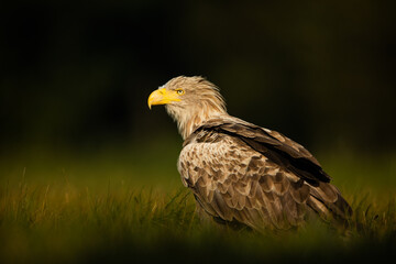 White tailed eagle (Haliaeetus albicilla)