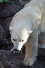 ホッキョクグマ