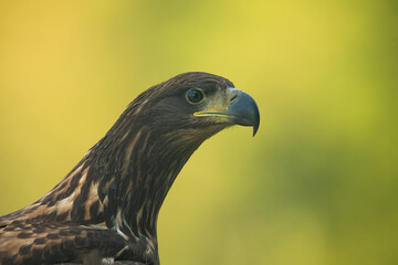 White tailed eagle (Haliaeetus albicilla)