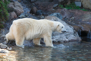 ホッキョクグマ