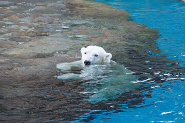 ホッキョクグマ