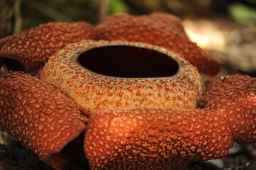 Rare tropical giant flower rafflesia arnoldii in full bloom in Borneo island rainforest mountains