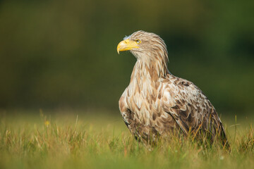 White tailed eagle (Haliaeetus albicilla)