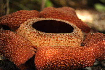 Rare tropical giant flower rafflesia arnoldii in full bloom in Borneo island rainforest mountains