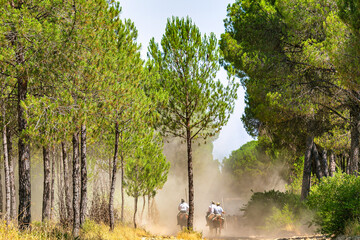 Yeguada en el coto doñana 