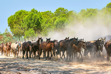 Yeguada en el coto doñana 