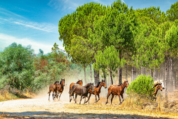 Yeguada en el coto doñana 