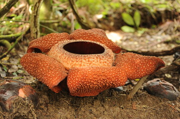 Rare tropical giant flower rafflesia arnoldii in full bloom in Borneo island rainforest mountains