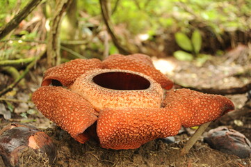 Rare tropical giant flower rafflesia arnoldii in full bloom in Borneo island rainforest mountains