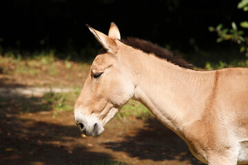 Obraz premium モウコノロバ