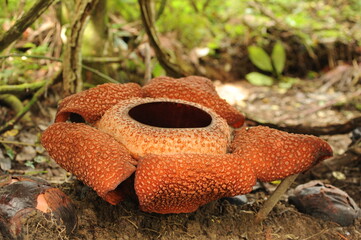 Rare tropical giant flower rafflesia arnoldii in full bloom in Borneo island rainforest mountains