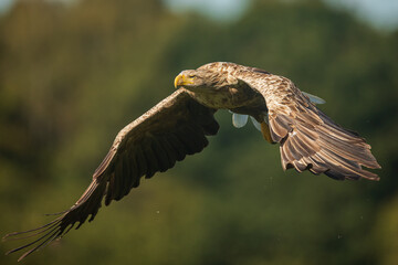 White tailed eagle (Haliaeetus albicilla)