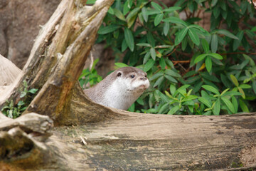 ユーラシアカワウソ