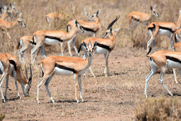 Naklejka na ściany i meble Small herd of Thomson gazelle on the savannah, Serengeti National Park, Tanzania