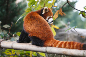 レッサーパンダ