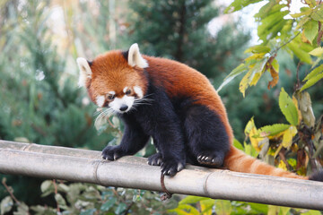 レッサーパンダ