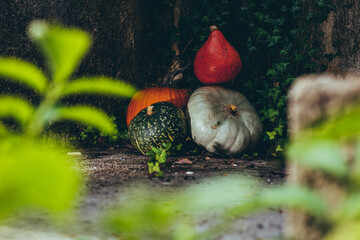 All kind of big ripe pumpkins lying in deep shadow on concrete ground, slight sunlight reaching it
