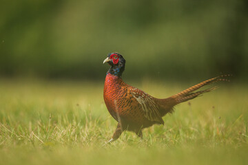 Ringneck Pheasant (Phasianus colchicus) male