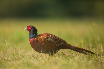 Ringneck Pheasant (Phasianus colchicus) male