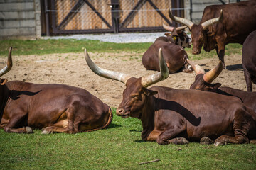 Herd of Ankole-Watusi resting on the ground in a farm under the sunlight