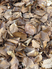 dried leaves background