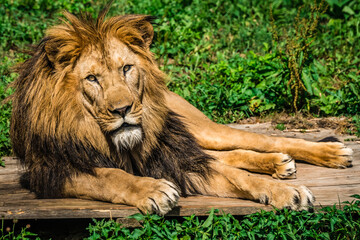 Lion lying on the grass with a calm face expression