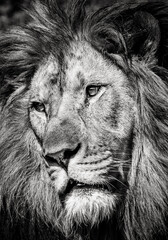 Black and white portrait of a mighty lion
